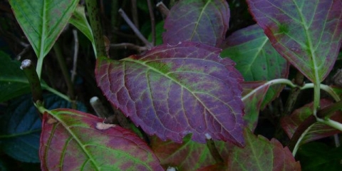 Listovi hortenzije su postali crveni: zašto postaju crveni, šta učiniti